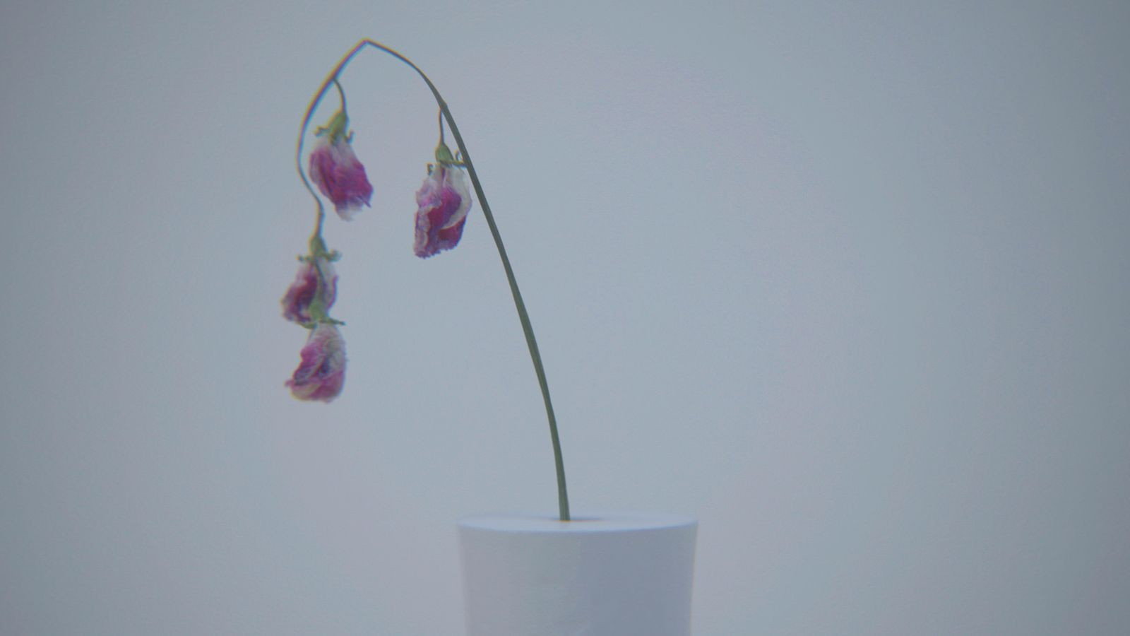 はなさび